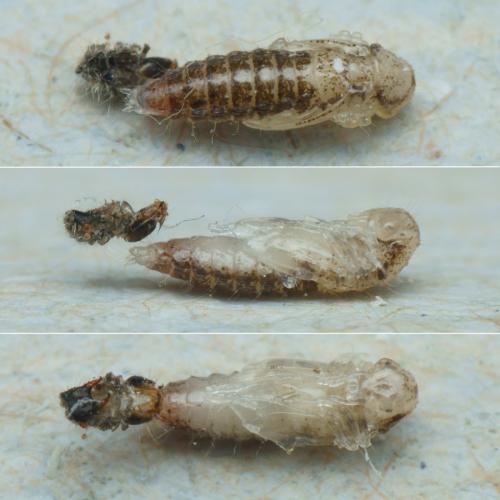 Dasytes croceipes